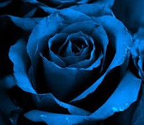 blå rose fin (2)